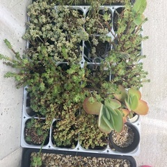 （取引中）多肉植物の画像