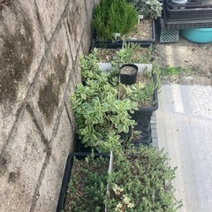 （取引中）多肉植物の画像