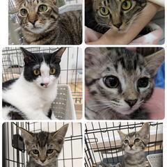 保護ニャン🐾ご縁繋ぐ  譲渡会🩷inあいねこの木