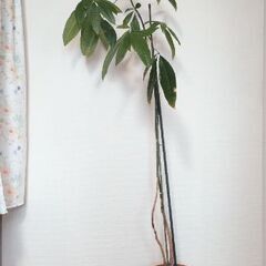パキラ　大きめ観葉植物