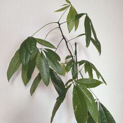 【値下げ】パキラ 大きめ観葉植物 大型 鉢付きの画像