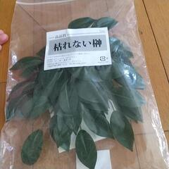 未使用　枯れない榊󠄀