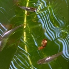 産卵中‼️ 🐟ダークブラウンプラチナ針子　30匹➕α🐟の画像