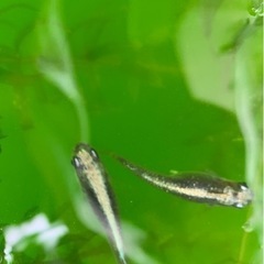 産卵中‼️🐟黒カブキ針子　30匹➕α 🐟の画像