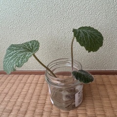 ゆきのした