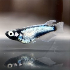 御神メダカ