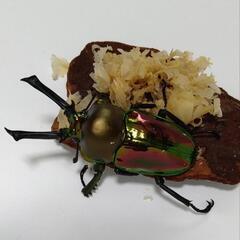 ニジイロクワガタ♂56mmペア