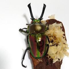 ニジイロクワガタ♂56mmペアの画像