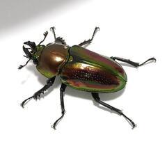 ニジイロクワガタ♂56mmペアの画像