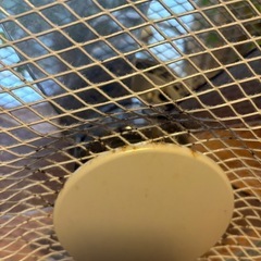 【決定しました】扇風機の画像