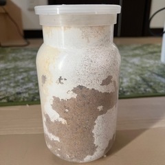 ⭐︎再値下げ⭐︎【オオクワガタ 幼虫（菌糸ビン入り）2〜3齢】ホ...