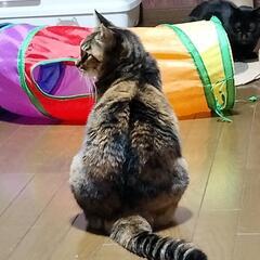 保護猫活動のボランティア募集