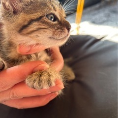 仔猫　オス里親様募集！再募集♪