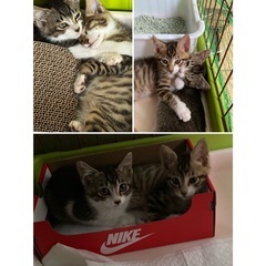 🍒仲良し兄妹 2匹🐈🐾