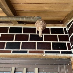 蜂の巣駆除相談
