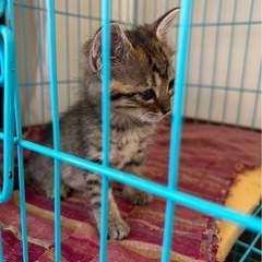 仔猫　オス里親（決まりました