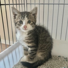 サバ白子猫ちゃん