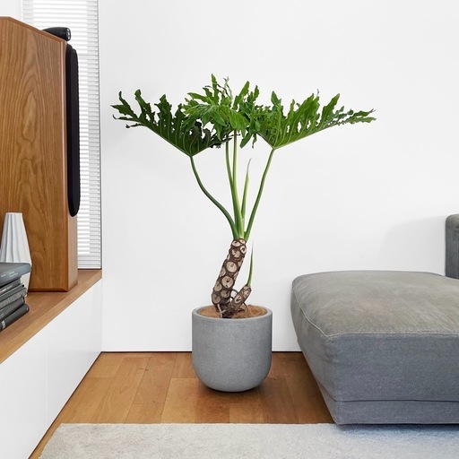 観葉植物 セローム①