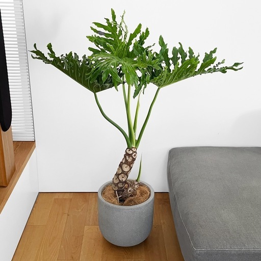 観葉植物 セローム①
