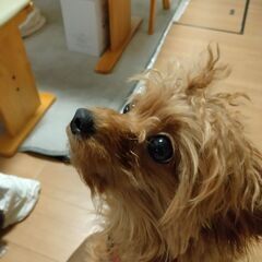 犬が好きな方へ