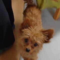 犬が好きな方へ - 大阪市