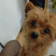 犬が好きな方へ - 犬