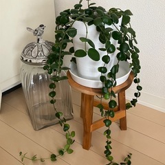 ②観葉植物　エスキナンサス タイピンク 