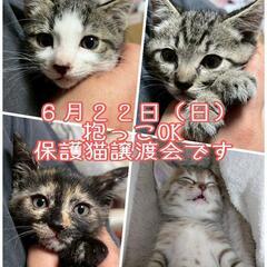 抱っこOK😸子猫もいっぱい💕保護猫譲渡会😺