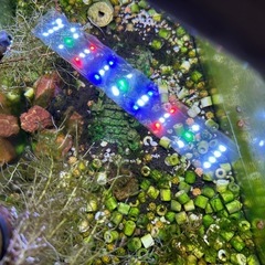 水槽　セット　熱帯魚の画像