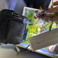 水槽　セット　熱帯魚の画像