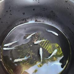 めだか　プラチナ星河リアルロングフィンの画像