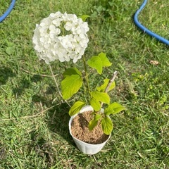 アナベル　挿木　苗
