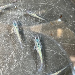 黒ラメサファイアメダカ