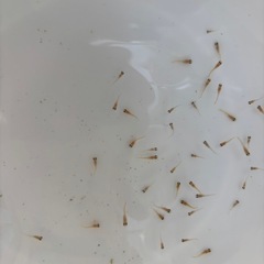 １２匹５００円　東天紅バタフライメダカ　めだか　稚魚