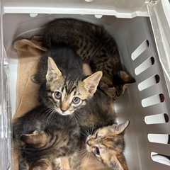キジ子猫🐈‍⬛２匹　お問い合わせお待ちしてます - 小郡市
