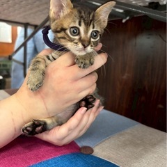 キジ子猫🐈‍⬛２匹　お問い合わせお待ちしてます