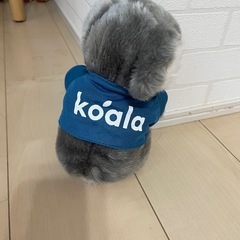 コアラの画像