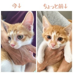 子猫　白地に茶トラ　鍵しっぽ　男の子