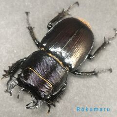 ‼️【♂2】デンティクルスゲンシミヤマ/Lucanus dent...