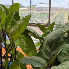 夏野菜の収穫スタッフの画像