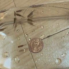 自家繁 金魚 稚魚 残り6匹になりました✨