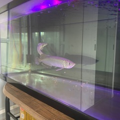 アロワナ（熱帯魚）