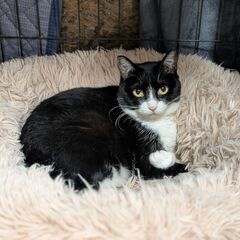 子猫みたいに小さくて可愛いルイちゃん