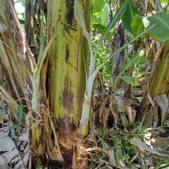 バナナ苗１株　ブラジル原産の画像