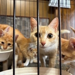 2ヶ月の子猫達
