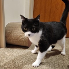 ハチワレ　3歳　お見合い予定 - 猫