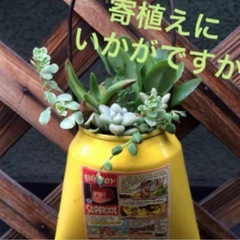② リメ缶　2個setの画像