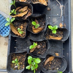ユウコウの苗🌱
