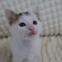 甘えん坊男の子 てとくん