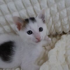 甘えん坊男の子 てとくん - 猫